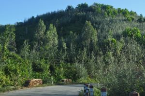 Neo-Australian landscapes along RN11a in eastern Madagascar:  Grevillea, Eucalyptus, Acacia...