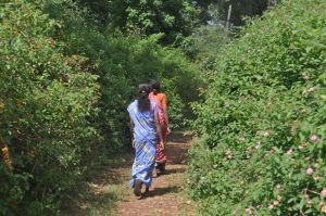 A lantana-lined path in the BRT Hills