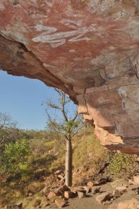 A young baobab near an Aboriginal rock art site