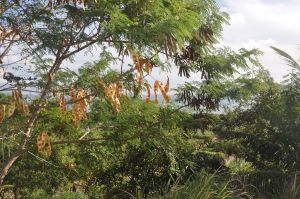 Leucaena leucocephala at Rakiraki, Fiji