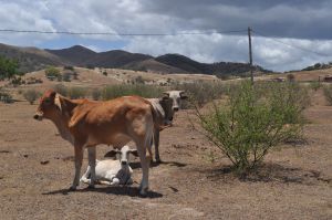 The thorny bush Acacia (Vachellia) farnesiana on a cattle ranch near Boulouparis, New Caledonia